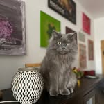 JD, Daisy & Kenny - @destiny3cats - Instagram