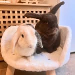 Kenny & Daisy 🐰🐰 - @kenny_and_daisy - Instagram