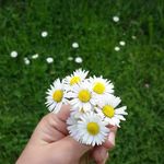 🌼 【PAPATYA】🌼 - @daisy.kitchen.55.57 - Instagram