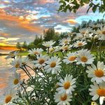 Daisy Kitchen - @daisy__life_ - Instagram