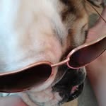 daisy bell knapp - @superdogdaisy12 - Instagram