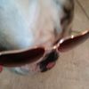 daisy bell knapp - @daisydoghouse - TikTok