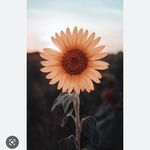 @daisy.koenig76 - Instagram