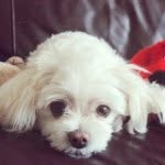 Daisy Kong - @daisythemaltese1 - Instagram