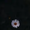 Daisy Kong - @daisykong0 - TikTok