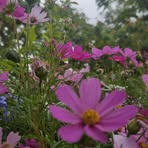 Daisy Kwok - Facebook