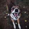 dinosaur 🦖 - @dinosaurdaisyjdiqkwokq - TikTok