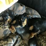 Daisy And Lacey - @dachshund_duox2 - Instagram