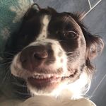Daisy Doggy - @daisy_dog_lacey - Instagram