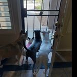 Daisy_Lacey_Peppy_Blue_Phoenix - @daisy_lacey_peppy_blue_phoenix - Instagram