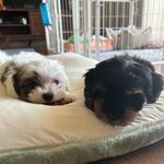 Daisy&Lacey🐶 - @daisy_lacey_73 - Instagram