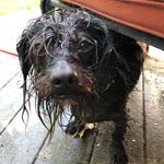 Duke._.Daisy._.Lacey - @the._.beautiful._.roach._.dogs - Instagram