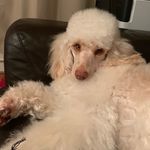 Lacey Daisy - @lacey_daisy_poodle - Instagram