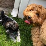 Miss Daisy & Miss Lacey - @daisy_lacey_doodle - Instagram