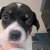 ChaoswithLacy&Daisy - @chaoswithlacyndaisy - TikTok