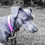 Daisy a Blue Lacy - @bluelacy_daisy - Instagram