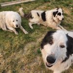 Daisy, Dolly, Lily and Lacy - @cinco_dedoggo - Instagram