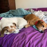 Daisy Mae & Lacy - @daisy_mae_and_lacey - Instagram
