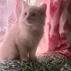 daisylacy3 - @daisylacy3 - TikTok