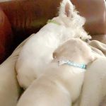 @lacy.and.daisy - Instagram