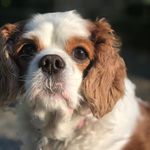Lacy💛🐶 (bella renouf’s dog) - @lacy_daisy_renouf - Instagram