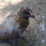 Cluckers - @cluckers_daisy_laird - Instagram