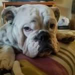 Daisy - @daisy_lakegeneva - Instagram