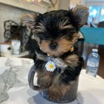 Daisy Lake - @crazyfordaisy__ - Instagram