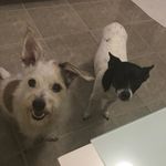 Cooper And Daisy Lamb - @coopsanddaisy - Instagram