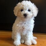 Daisy - @daisy_lamb_lamb - Instagram