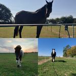 Daisy Ratcliffe and Ellie Lamb - @darcy_and_henry123 - Instagram