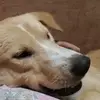 Daisy Lang - @daisy.lang36 - TikTok