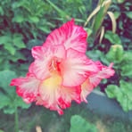 Daisy-mae Langley - Facebook