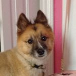 Daisy Larson - @daisy_duke_the_dog - Instagram