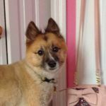 Daisy Larson - @daisy_duke_the_dog_ - Instagram