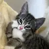 Sister Cats - @daisylilasistercats - TikTok