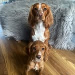Nala & Daisy Ross 🐶💖 - @nalaxdaisy - Instagram