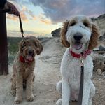 Duke and Daisy - @duke_daisy_clayton_ - Instagram