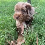 Daisylea Labradoodles - @daisylealabradoodles - Instagram