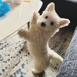 Daisy the Westie - @daisyleenyc - Instagram