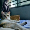 daisyleen - @daisyleenvip - TikTok