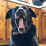 Daisy🐾 - @daisy.lenz20 - Instagram