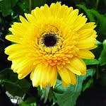 Daisy leone - @sweetdaisy995 - Instagram
