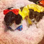 Daisy Mae & Leslie - @borkingbeauties - Instagram
