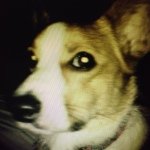 Daisy and introducing, Liam! - @celticcosplaycorgis - Instagram