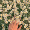 Daisylight - @clairdelunedaisy - TikTok