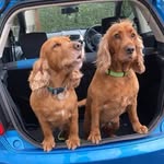 Daisy & Lilly - @daisynlillythe_flowerpots - Instagram