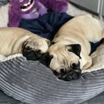 Daisy & Lilly - @pugsdaisy_lily - Instagram