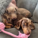 Daisy & Lilly🐶💕 - @mylittledachshunds_ - Instagram