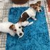 Daisy &amp; Lilly - Facebook